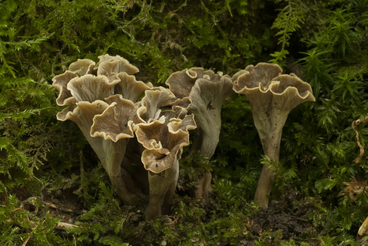 Pseudocraterellus Undulatus